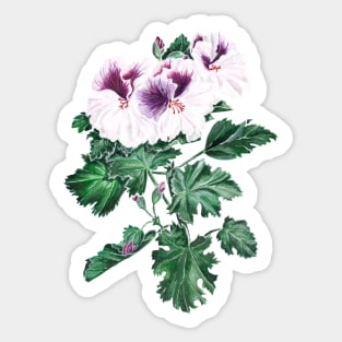 Royal geranium flower Sticker